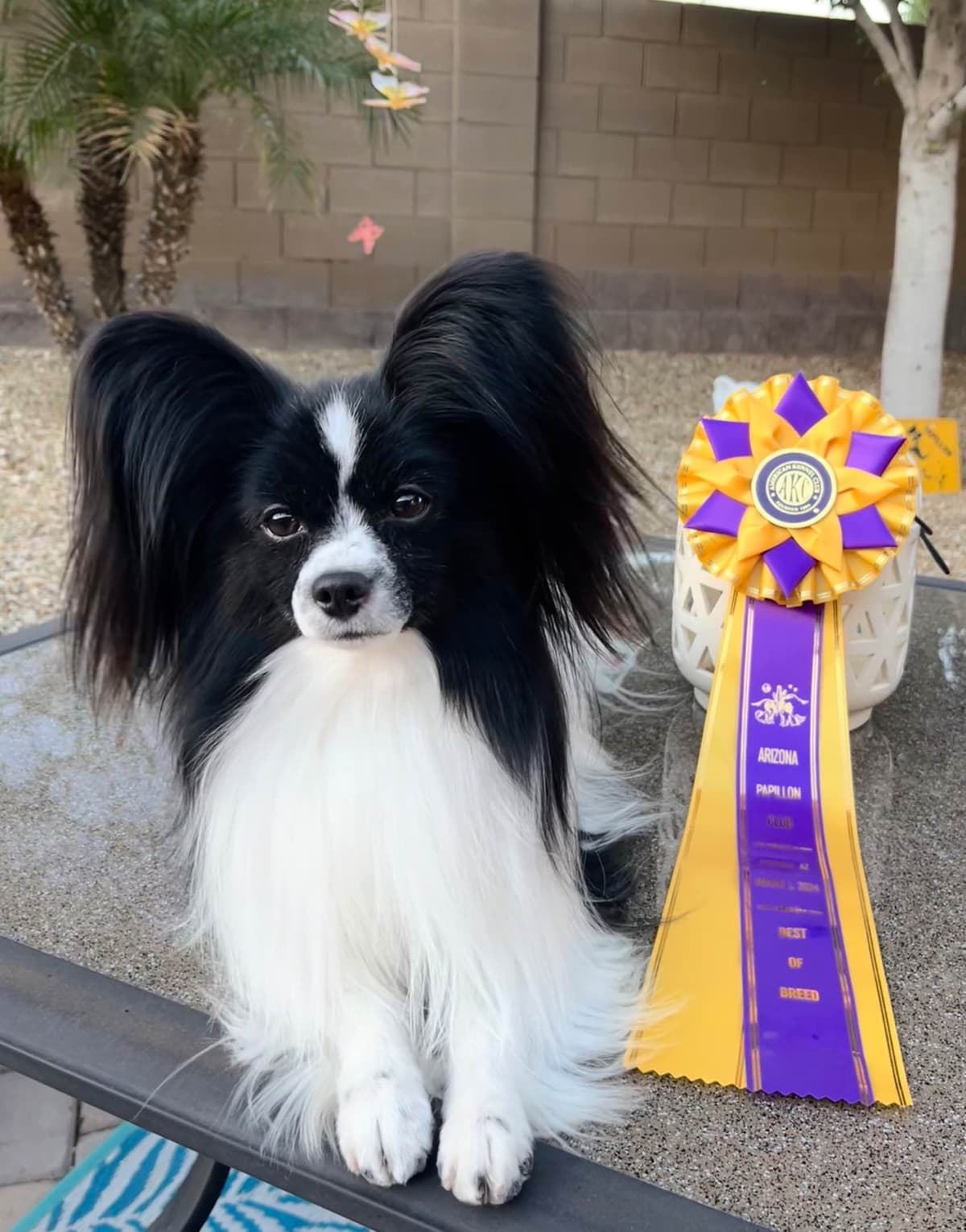 Papillon Puppies breeder image 4