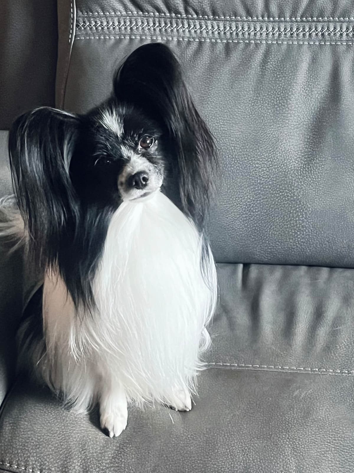 Papillon Puppies breeder image 5