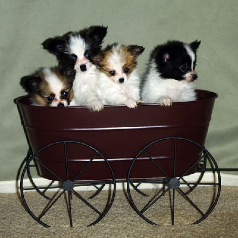 Papillon Puppies breeder image 9