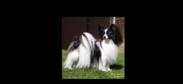 Papillon Puppies media 4
