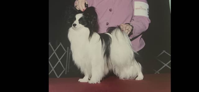 Papillon Puppies media 3