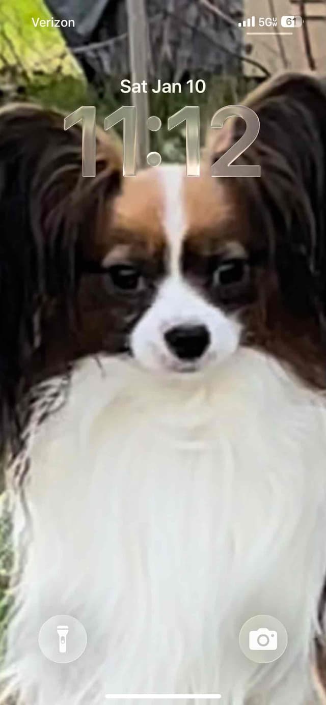 Papillon Puppies media 5