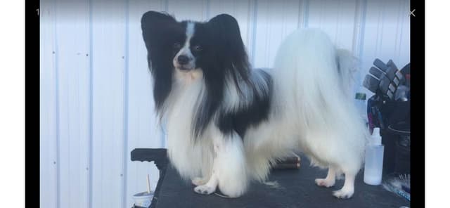 Papillon Puppies media 6