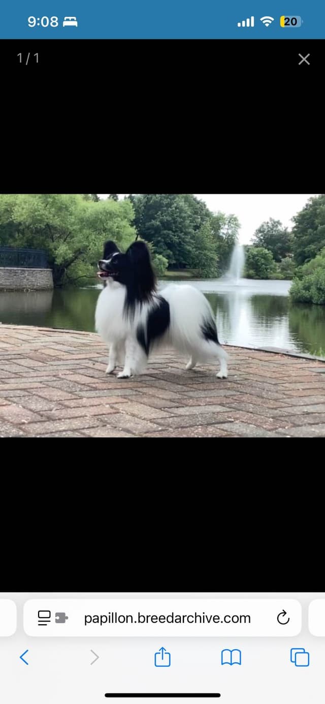 Papillon Puppies media 7