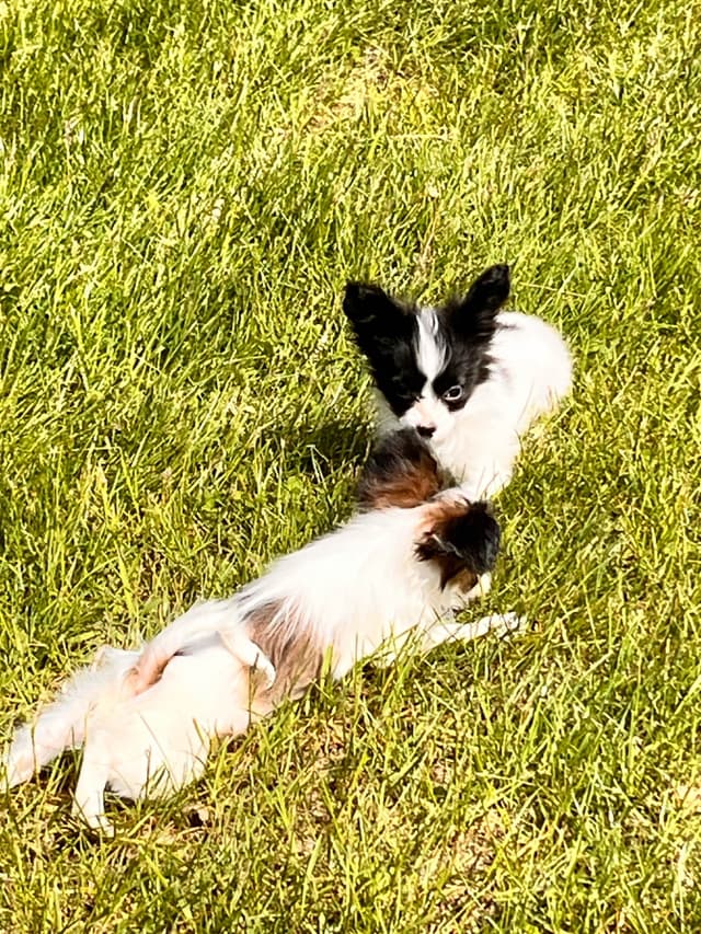 Papillon Puppies media 9