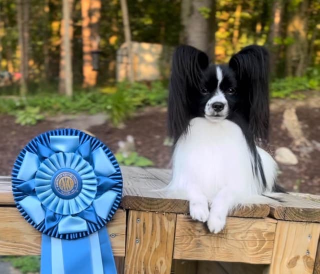 Papillon Puppies media 2