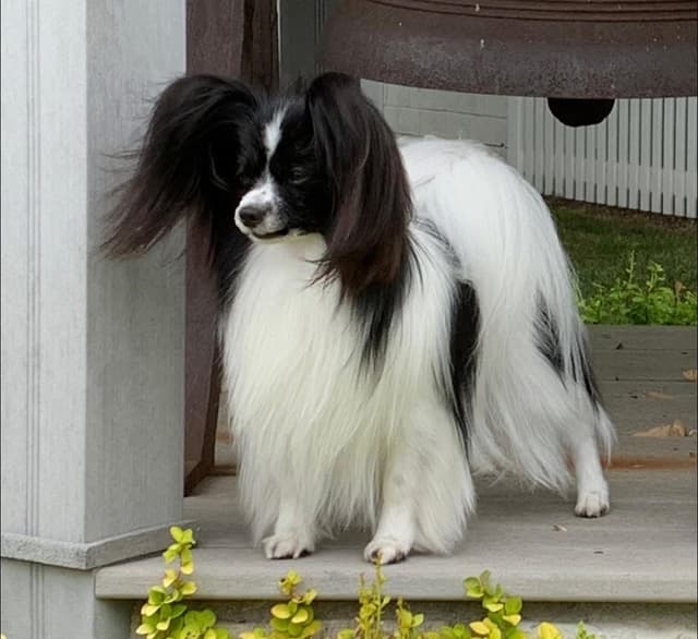 Papillon Puppies media 3