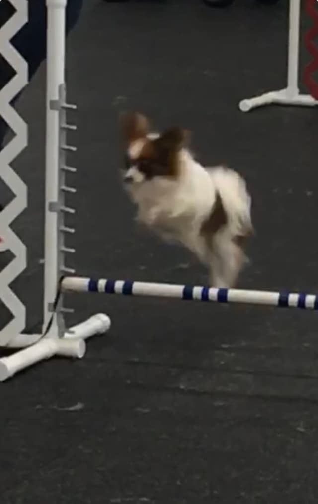 Papillon Puppies media 4