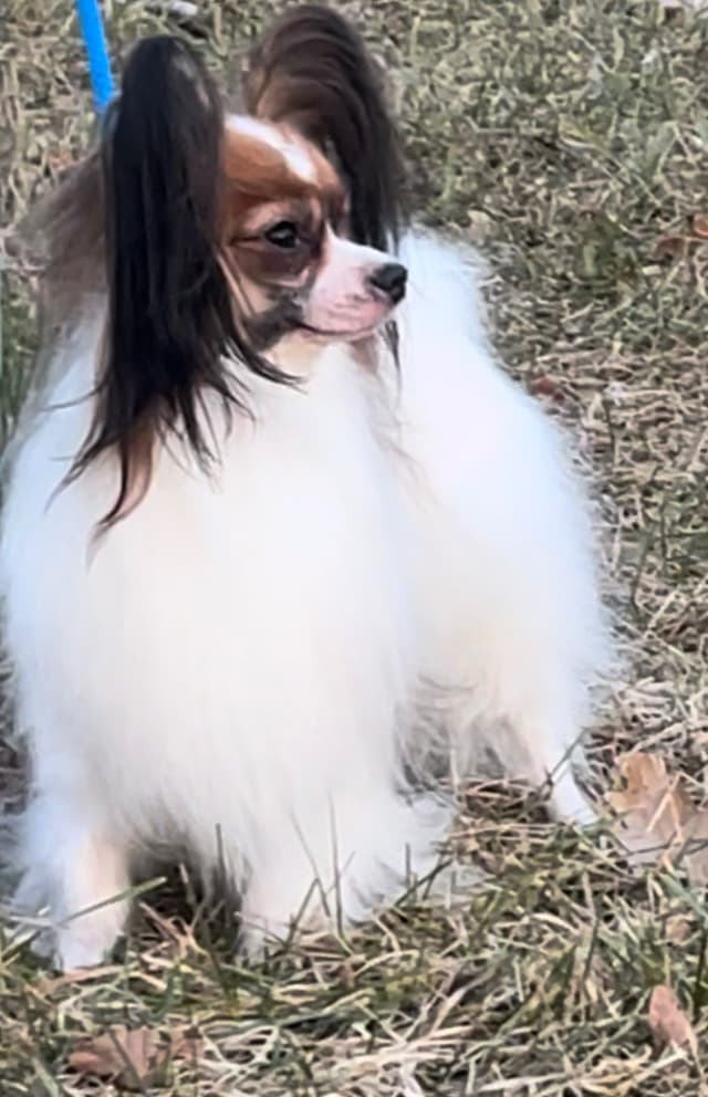Papillon Puppies media 7