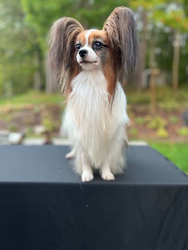 Papillon Puppies media 8