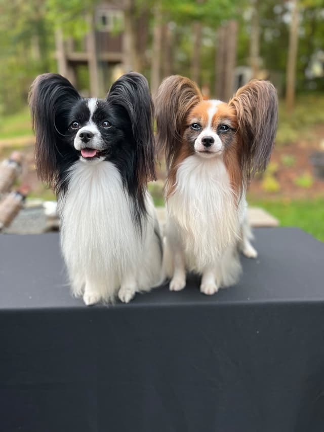 Papillon Puppies media 10
