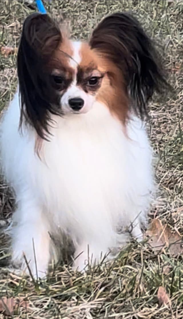 Papillon Puppies media 9