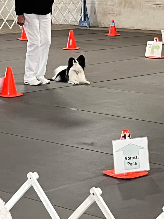 Papillon Puppies media 11