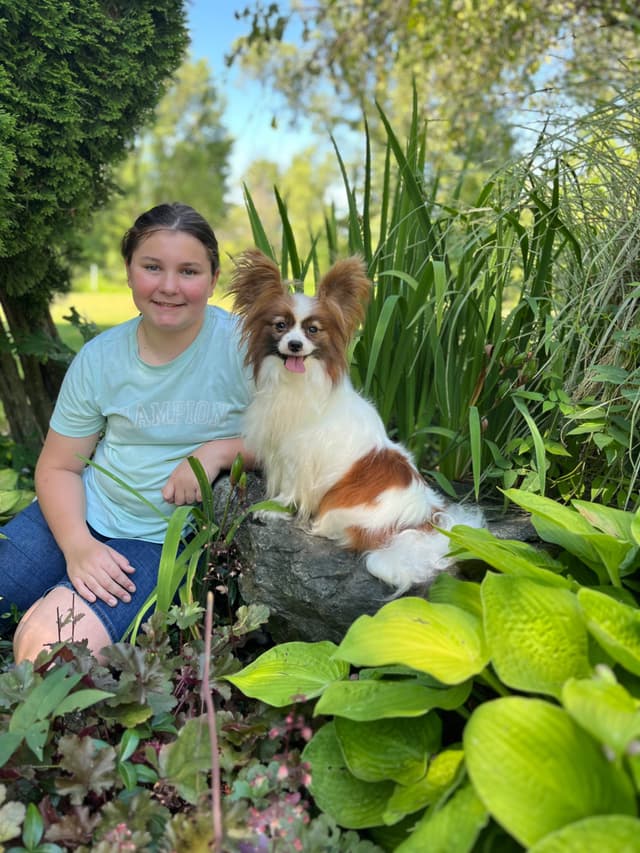 Papillon Puppies media 12
