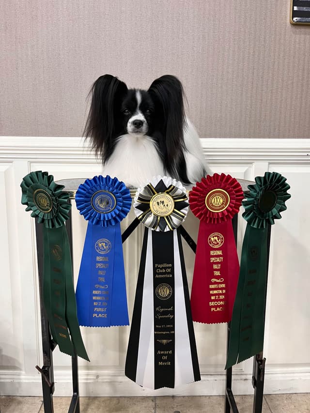 Papillon Puppies media 15