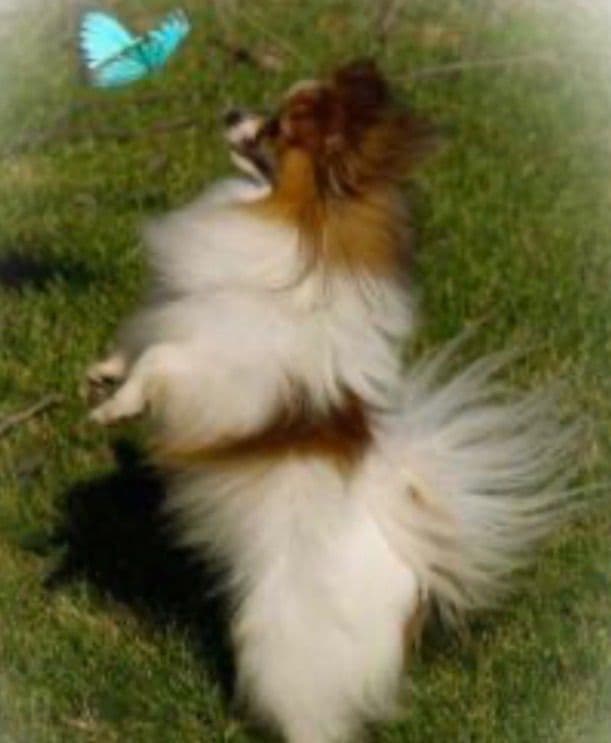 Papillon Puppies media 4