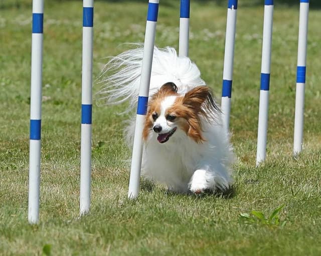 Papillon Puppies media 6