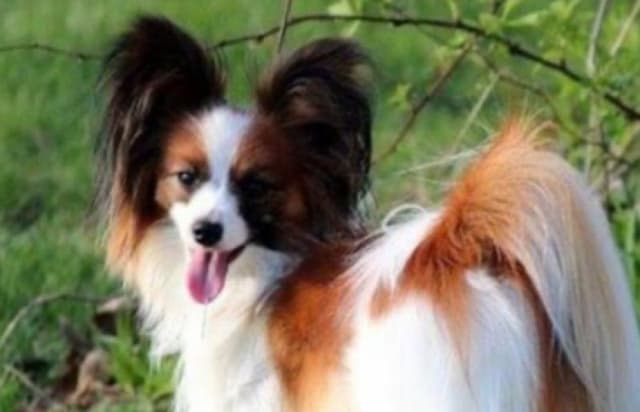 Papillon Puppies media 5