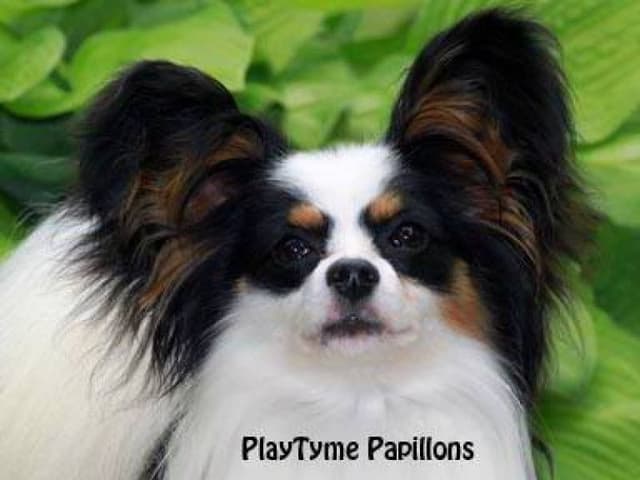 Papillon Puppies media 4
