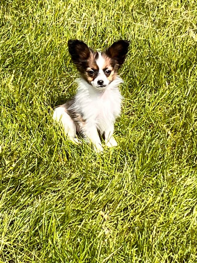 Papillon Puppies media 8