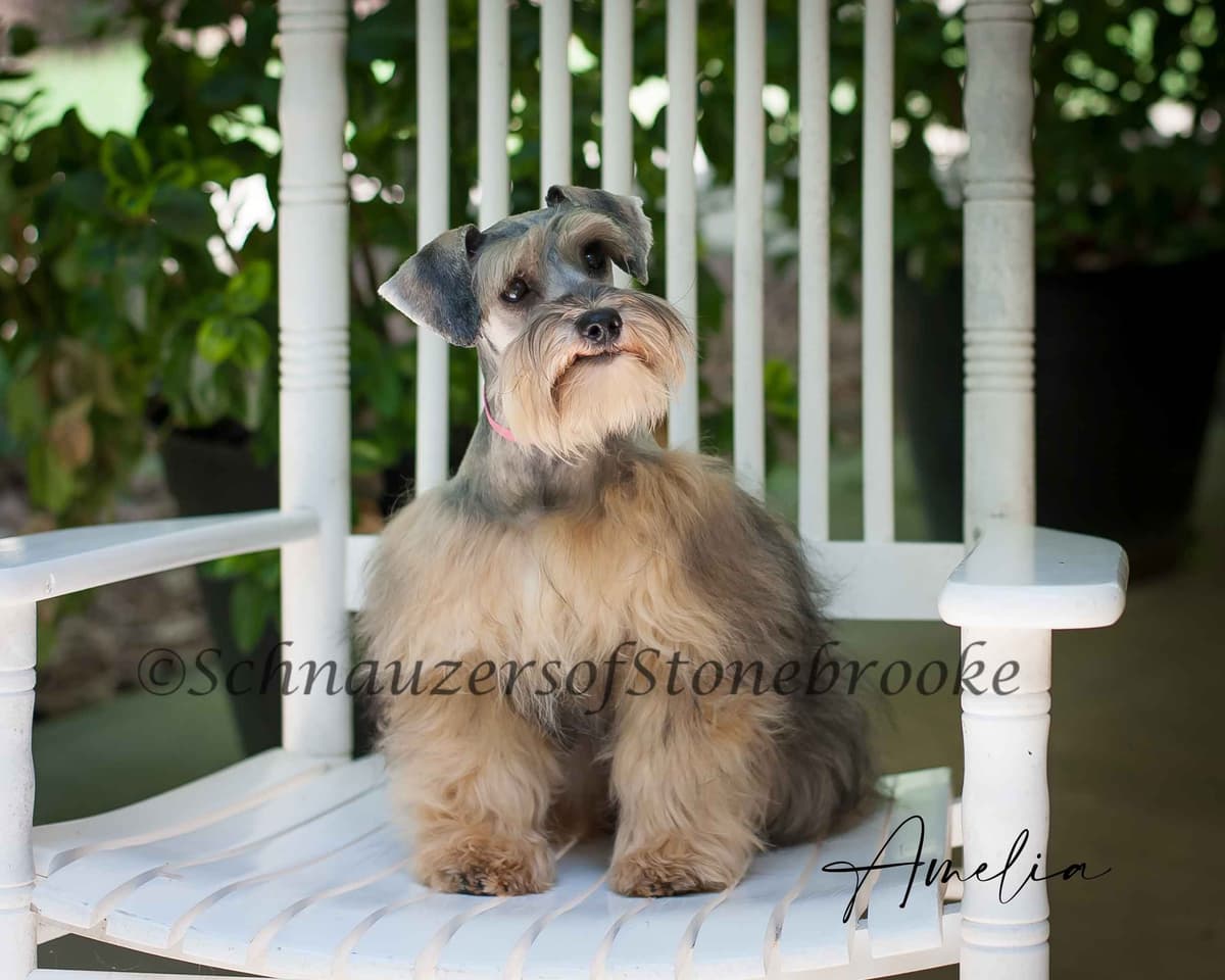 Schnauzers of Stonebrooke - AKC Miniature Schnauzers breeder image 12