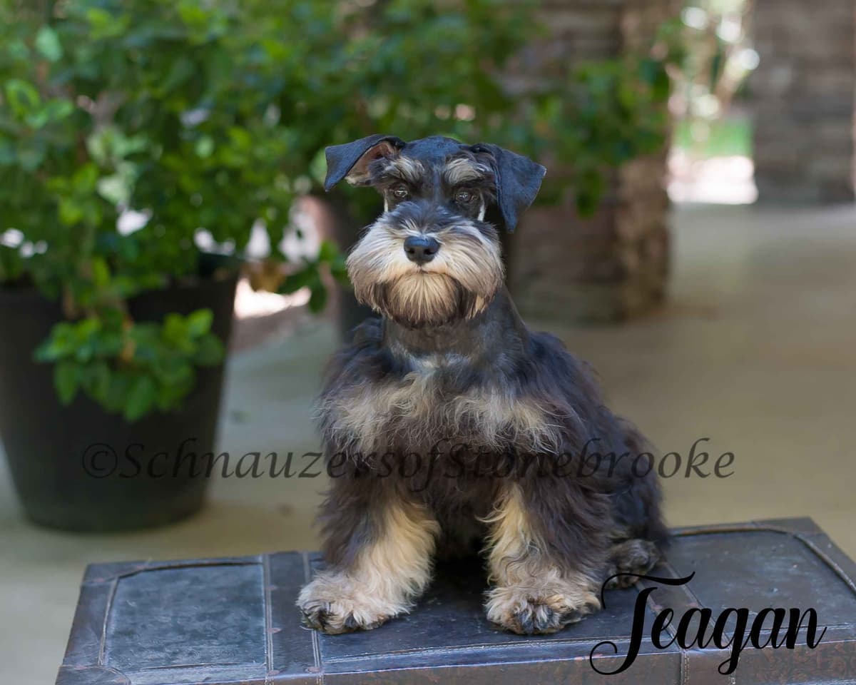 Schnauzers of Stonebrooke - AKC Miniature Schnauzers breeder image 8