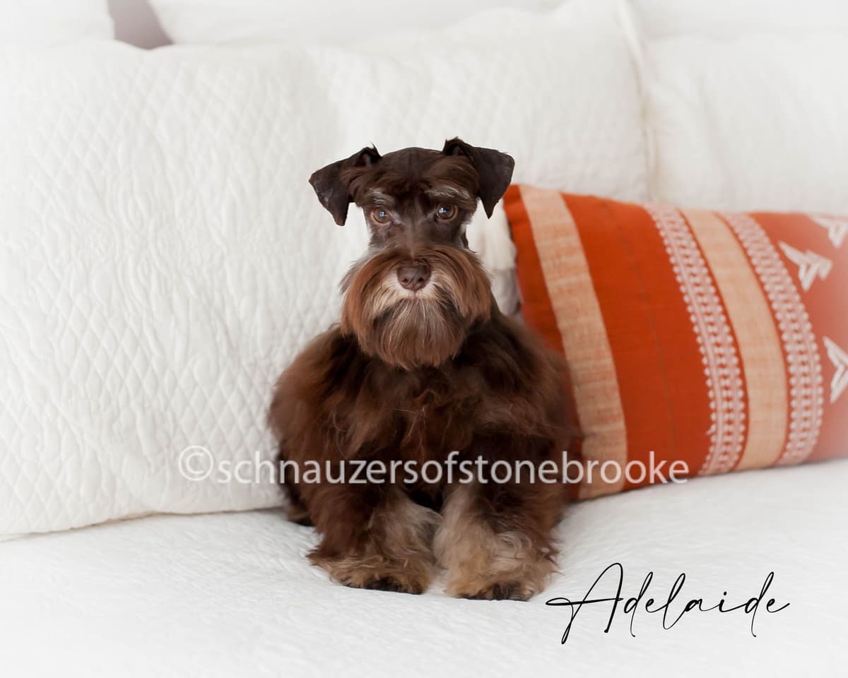 Schnauzers of Stonebrooke - AKC Miniature Schnauzers breeder image 9