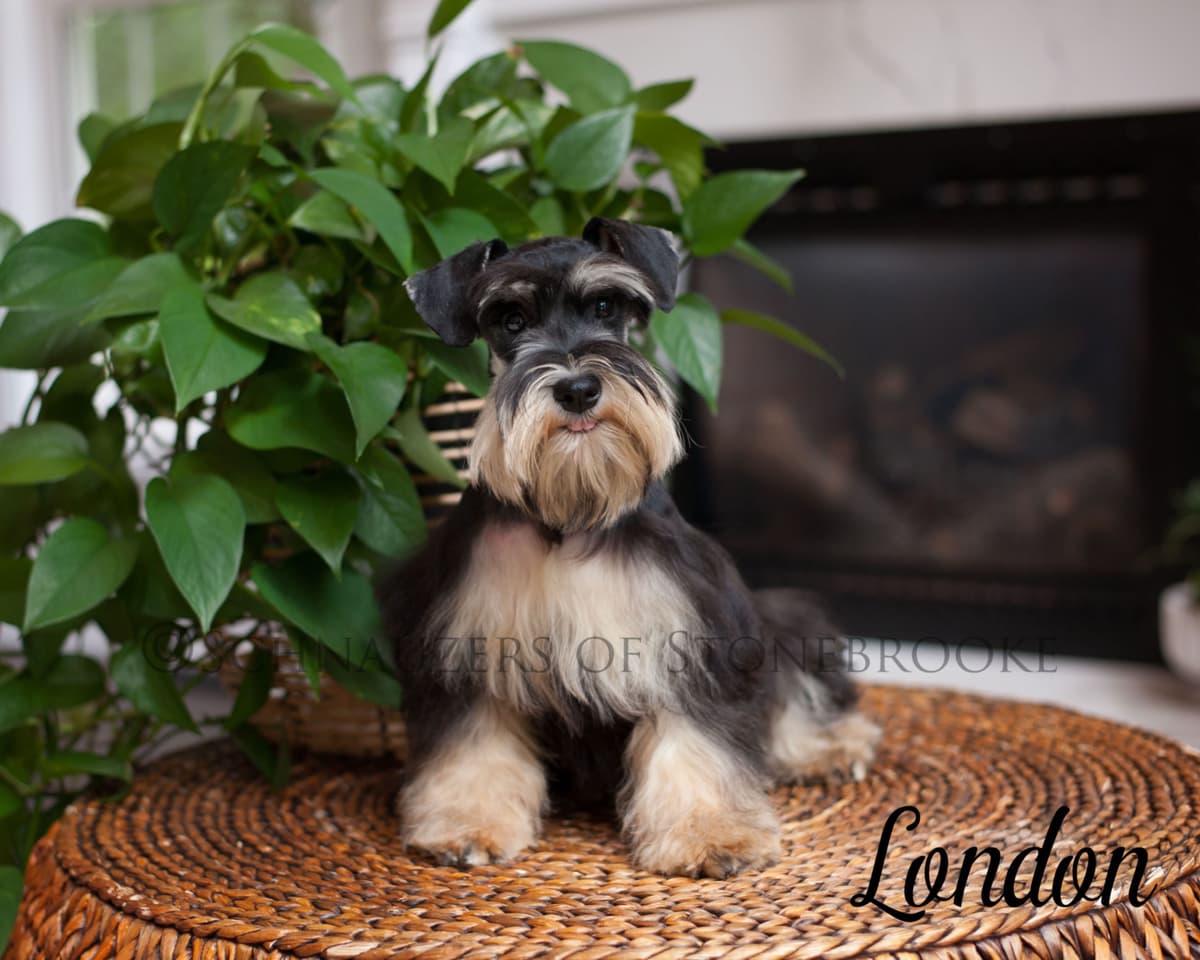 Schnauzers of Stonebrooke - AKC Miniature Schnauzers breeder image 10