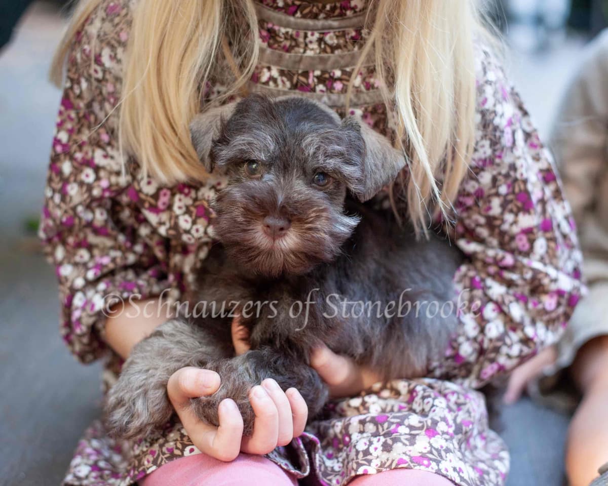 Schnauzers of Stonebrooke - AKC Miniature Schnauzers breeder image 2