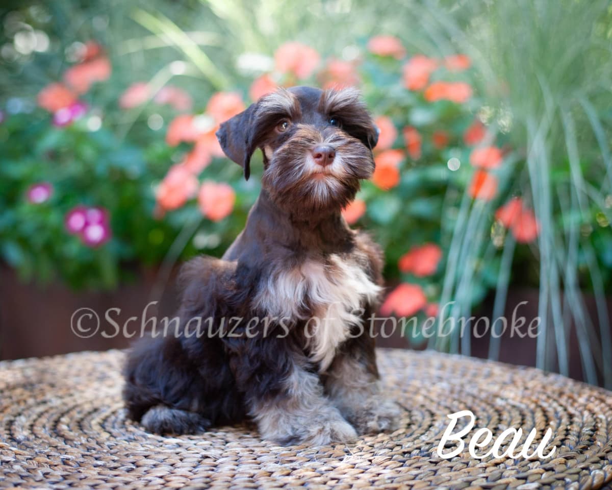 Schnauzers of Stonebrooke - AKC Miniature Schnauzers breeder image 4
