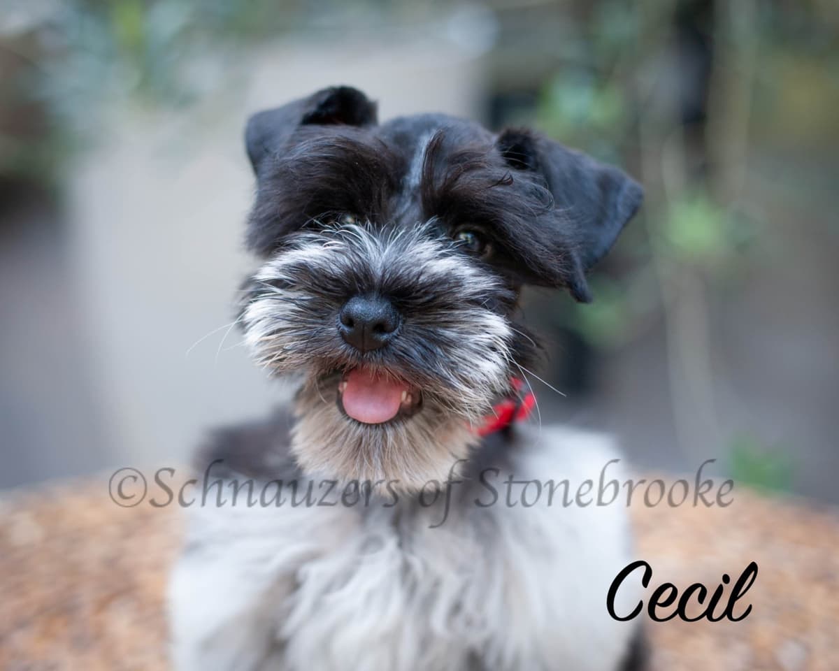Schnauzers of Stonebrooke - AKC Miniature Schnauzers breeder image 1