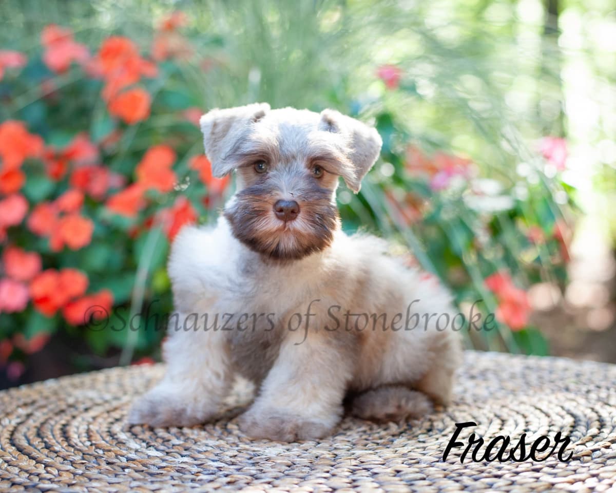 Schnauzers of Stonebrooke - AKC Miniature Schnauzers breeder image 6