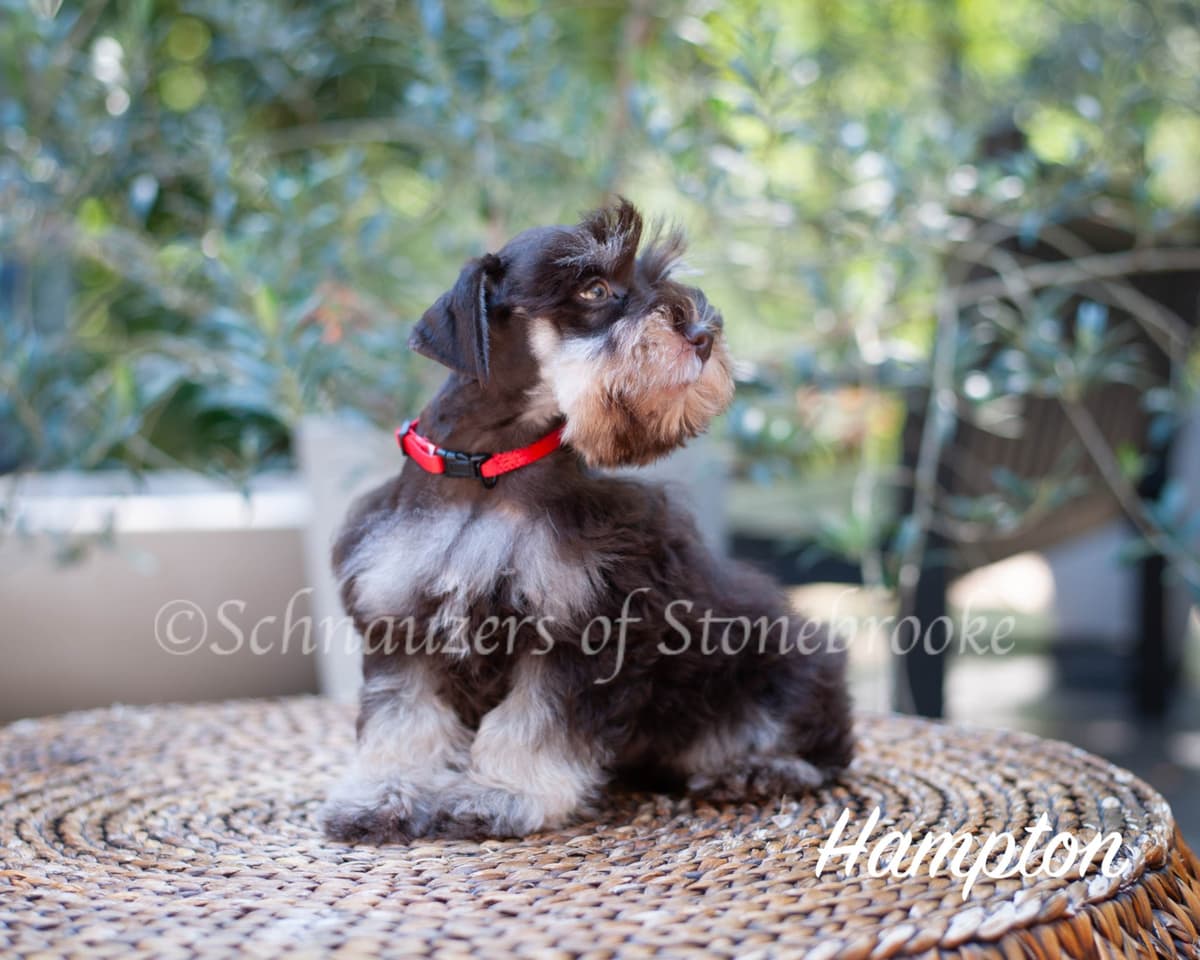 Schnauzers of Stonebrooke - AKC Miniature Schnauzers breeder image 7