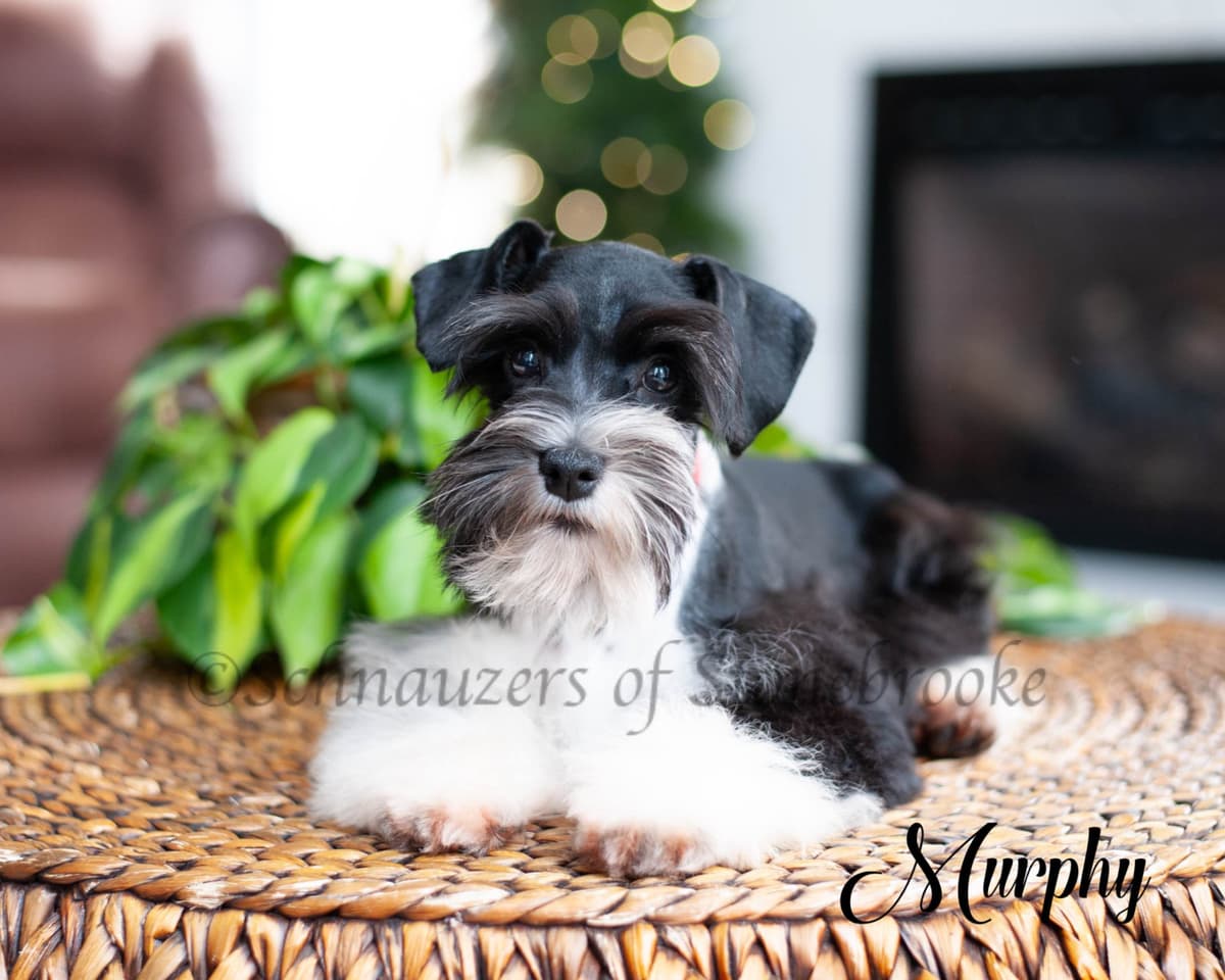 Schnauzers of Stonebrooke - AKC Miniature Schnauzers breeder image 11