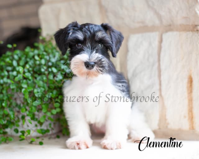 Schnauzers of Stonebrooke - AKC Miniature Schnauzers media 2