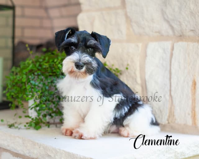 Schnauzers of Stonebrooke - AKC Miniature Schnauzers media 3