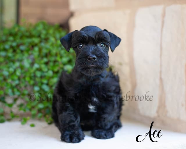 Gorgeous Miniature Schnauzer Puppies media 2