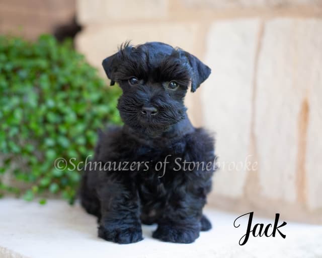 Gorgeous Miniature Schnauzer Puppies media 4