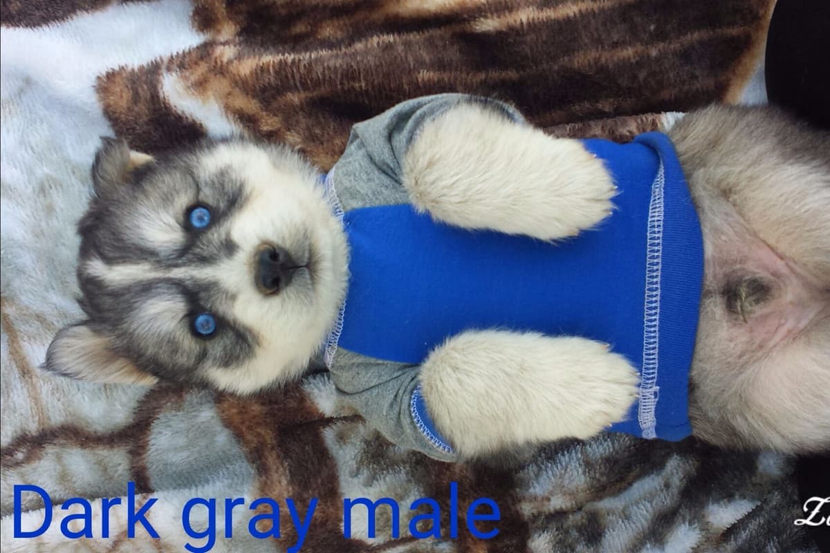 Dachshund Puppies breeder image 20