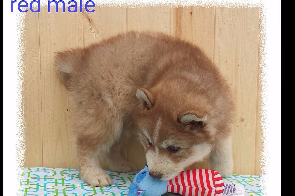 Dachshund Puppies breeder image 9