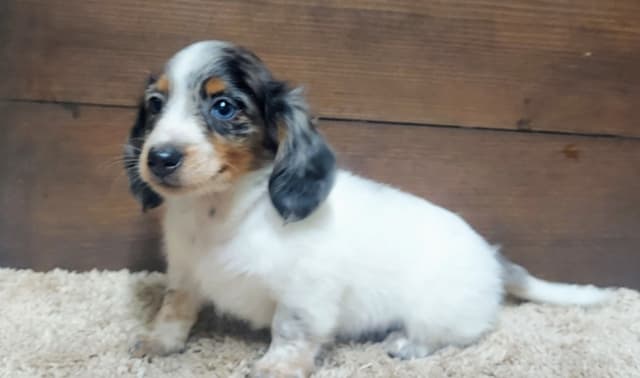 Dachshund Puppies media 2