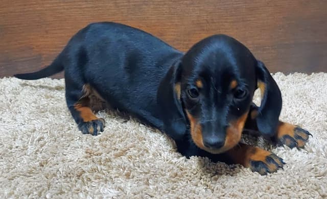 Dachshund Puppies media 3