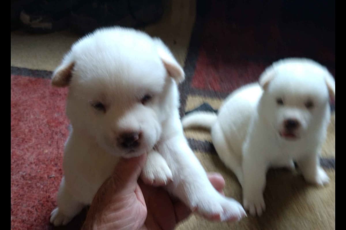 Akita Puppies breeder image 3