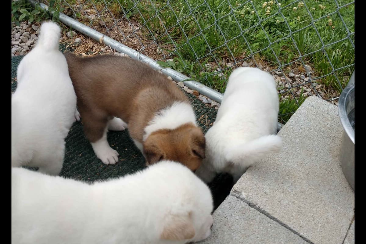 Akita Puppies breeder image 5