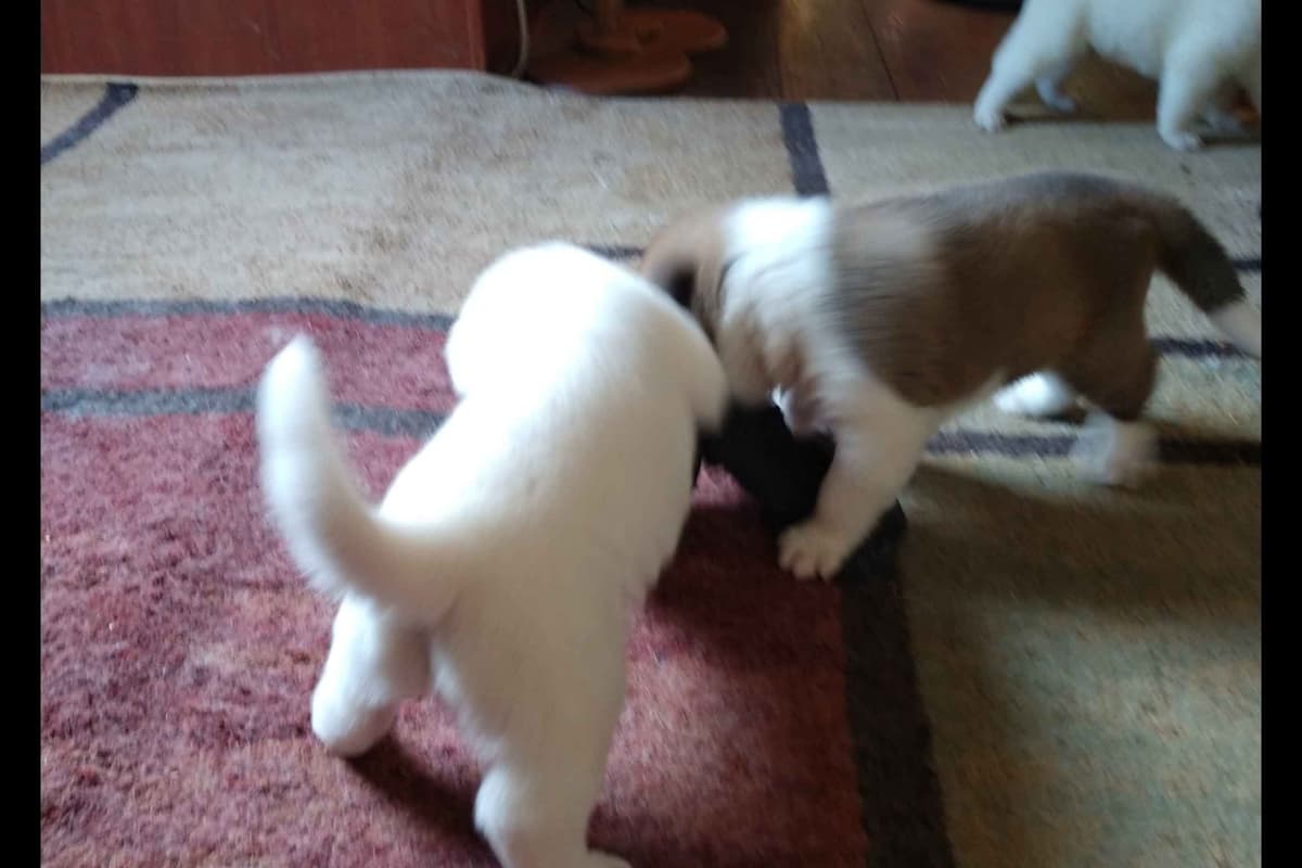 Akita Puppies breeder image 6