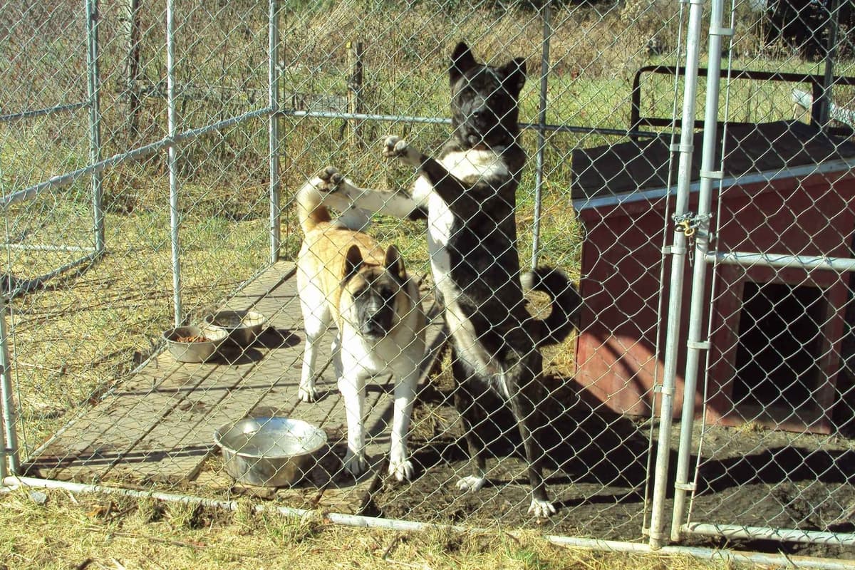 Akita Puppies breeder image 7