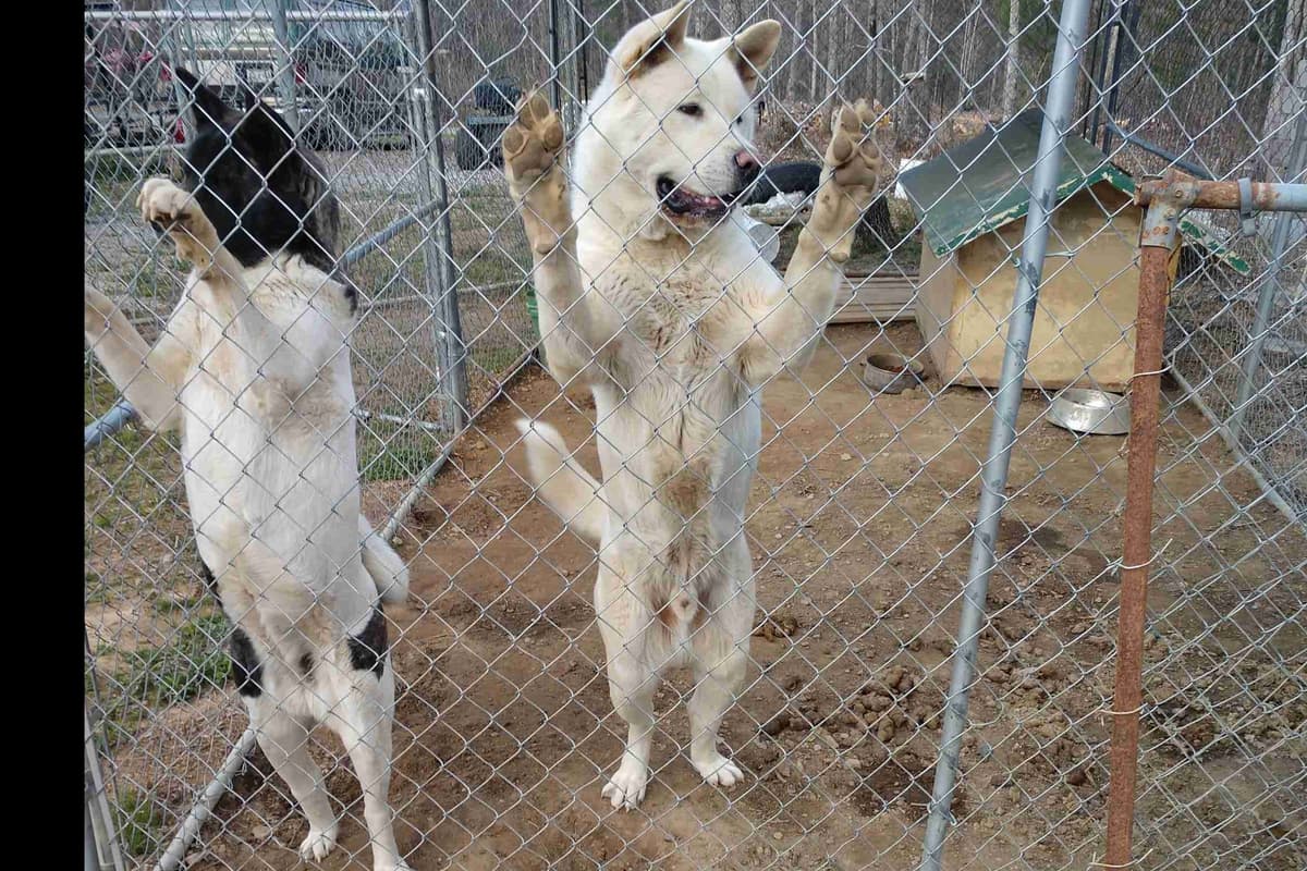 Akita Puppies breeder image 8