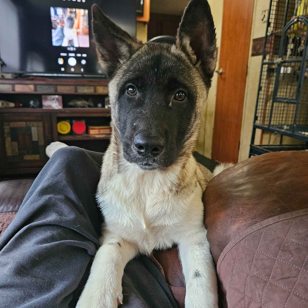 Akita Puppies breeder image 9