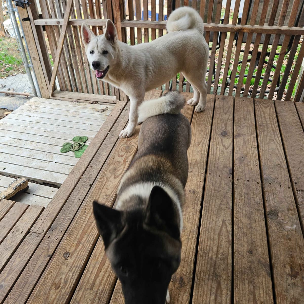 Akita Puppies breeder image 12