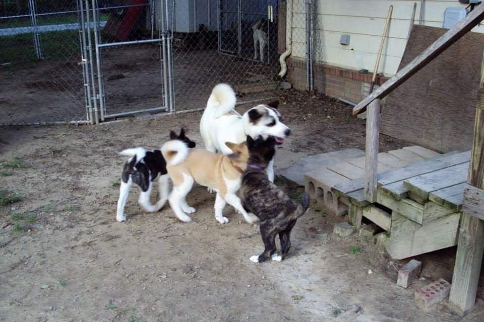 Akita Puppies breeder image 14